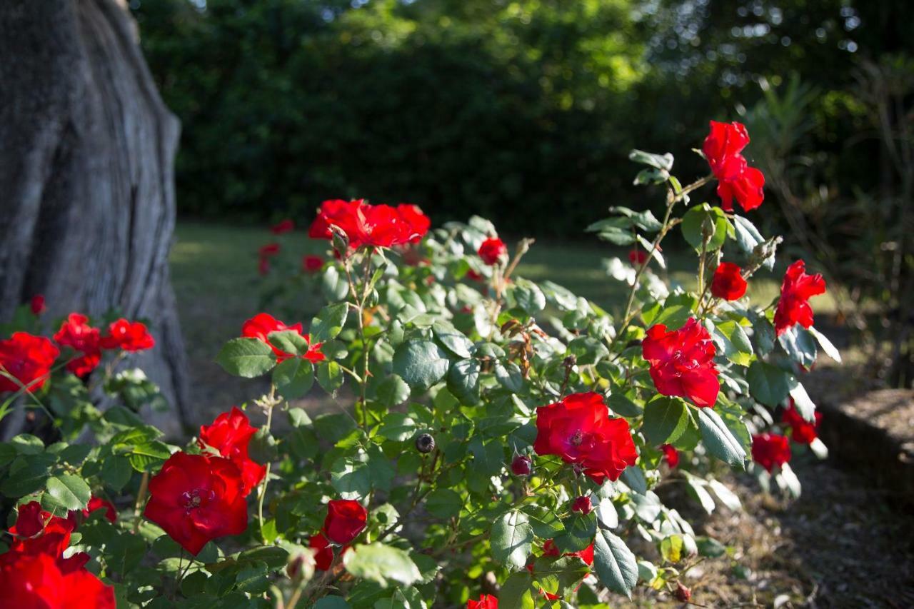 Grande Villa Storica Per Vacanze Con Giardino Privato E Piscina Ostra 외부 사진